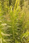 Reseda luteola