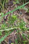 Reseda lutea