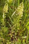 Reseda lutea