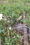 Silene latifolia