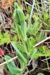 Silene vulgaris