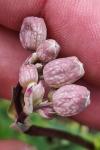Silene vulgaris