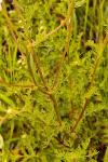 Matricaria chamomilla