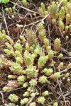 Sedum album
