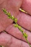 Carex leersii