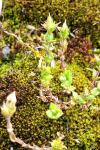 Arenaria serpyllifolia