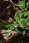 Silene vulgaris