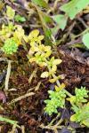 Herniaria glabra