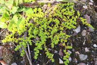 Herniaria glabra