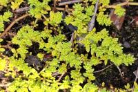 Herniaria glabra