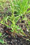 Rumex crispus