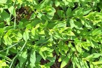 Saponaria officinalis