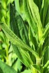 Saponaria officinalis