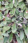Pilosella officinarum