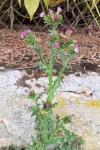 Carduus tenuiflorus