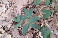 Lathyrus linifolius