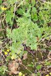 Silybum marianum