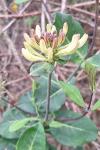 Lonicera periclymenum