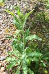 Andryala integrifolia