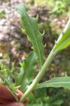 Andryala integrifolia