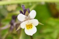 Viola arvensis