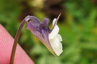 Viola arvensis