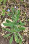 Lycopsis arvensis