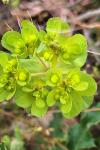 Euphorbia helioscopia