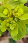 Euphorbia helioscopia