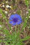 Cyanus segetum