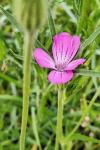 Agrostemma githago
