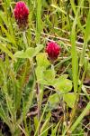 Trifolium incarnatum