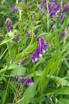 Vicia villosa