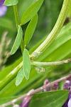 Vicia villosa