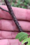 Frangula alnus