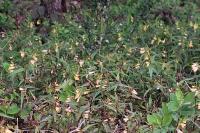 Melampyrum pratense