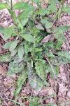 Hieracium maculatum