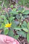 Hieracium maculatum