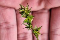 Carex spicata