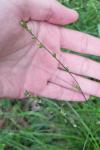 Carex divulsa