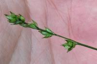 Carex divulsa