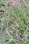 Carex divulsa