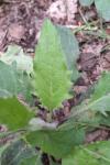 Hieracium virgultorum