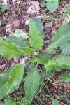 Hieracium virgultorum