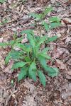 Solidago virgaurea
