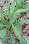 Solidago virgaurea