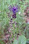 Muscari comosum