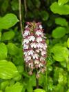 Orchis purpurea