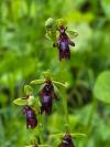 Ophrys insectifera