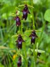 Ophrys insectifera